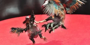 Chơi Đá Gà Sabong Xoso333 Đặt Cược Là Trúng Thưởng Cực Đã