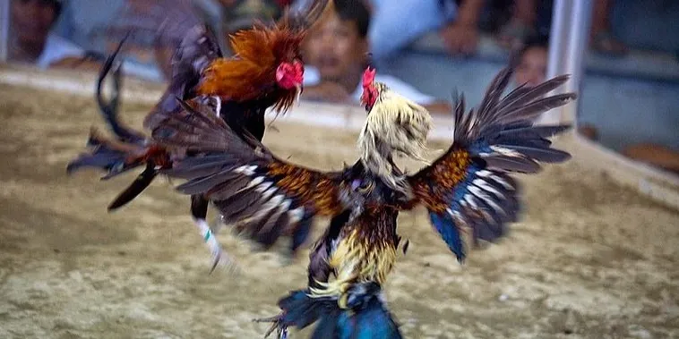 Chơi Đá Gà Sabong Xoso333 Đặt Cược Là Trúng Thưởng Cực Đã